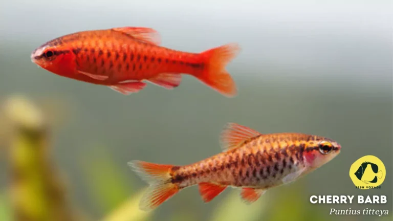 Cherry Barb: Everything You Need to Know!