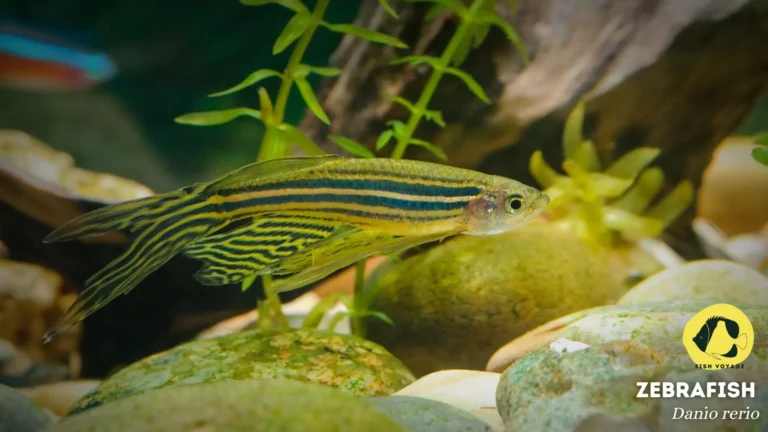 Zebrafish: Everything You Need To Know!