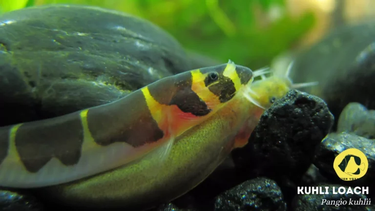 Kuhli Loach: Everything You Need To Know!