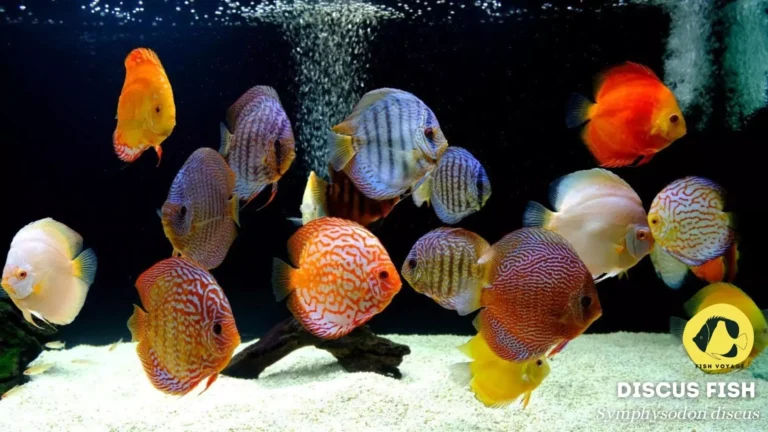 Discus Fish: Everything You Need To Know!