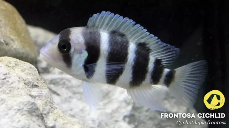 African Cichlid: Everything You Need to Know!
