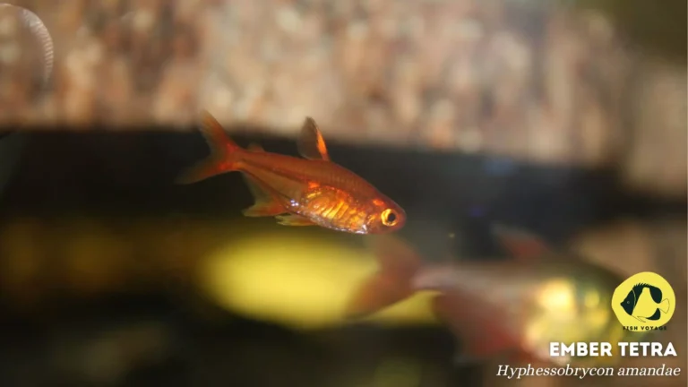 Ember Tetra: Everything You Need To Know!