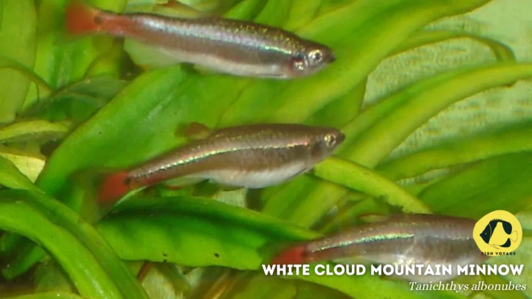 White Cloud Mountain Minnow: Everything You Need To Know!
