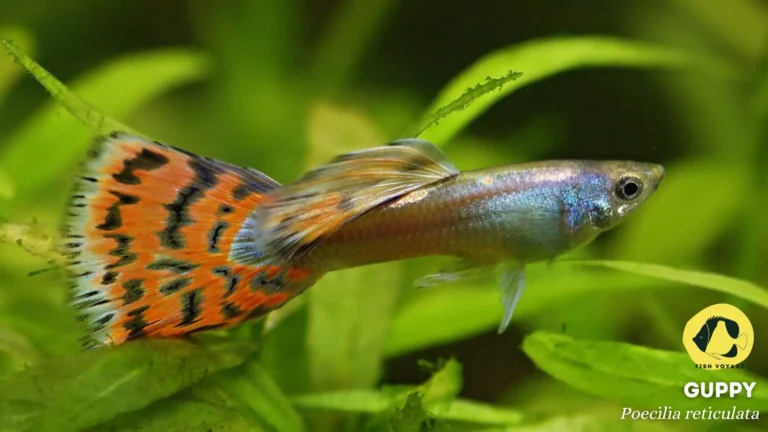 The Ultimate Guide to Guppies Tank Temperature
