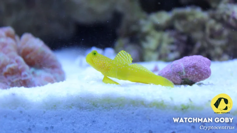 The Ultimate Guide to Goby Fish Tank Size